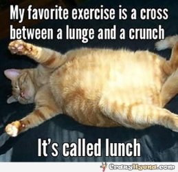 funny-fat-cat-exercise-lunch.jpg